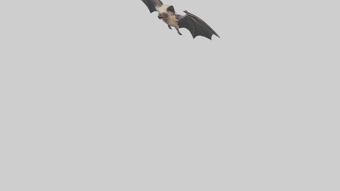 3D model Hoary Bat flying model VR / AR / low-poly
