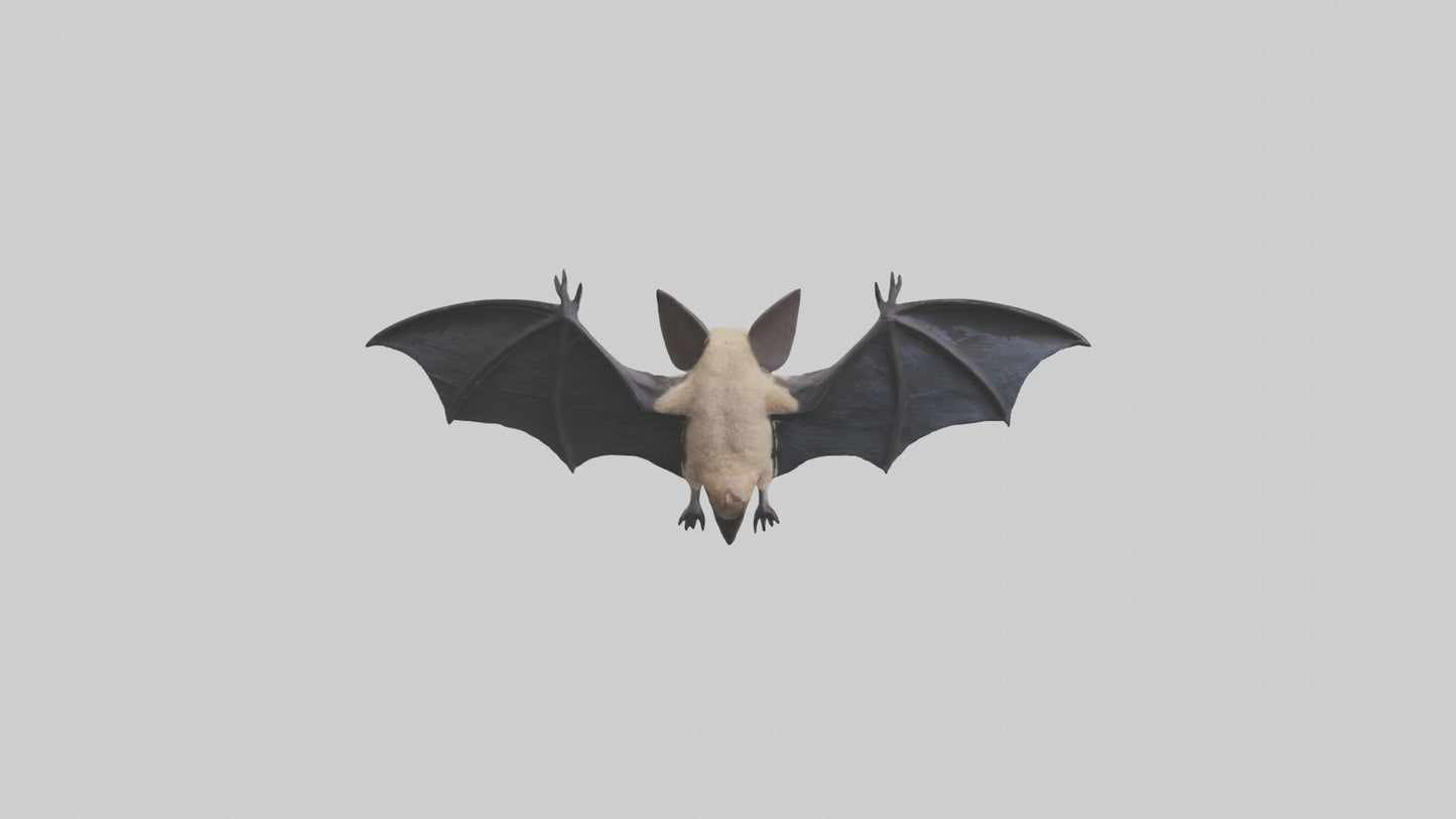 3D model Hoary Bat flying model VR / AR / low-poly