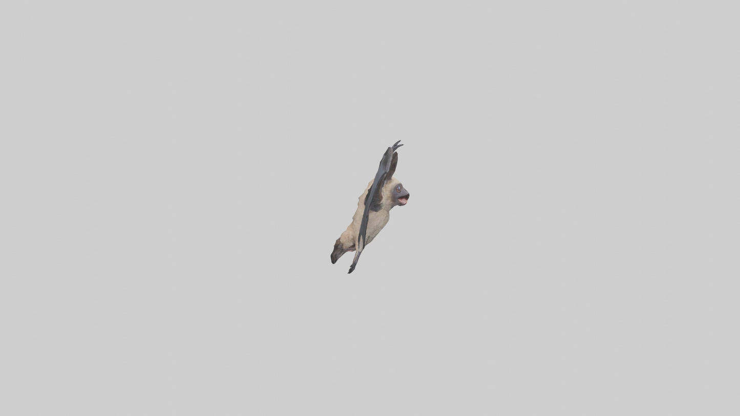 3D model Hoary Bat flying model VR / AR / low-poly