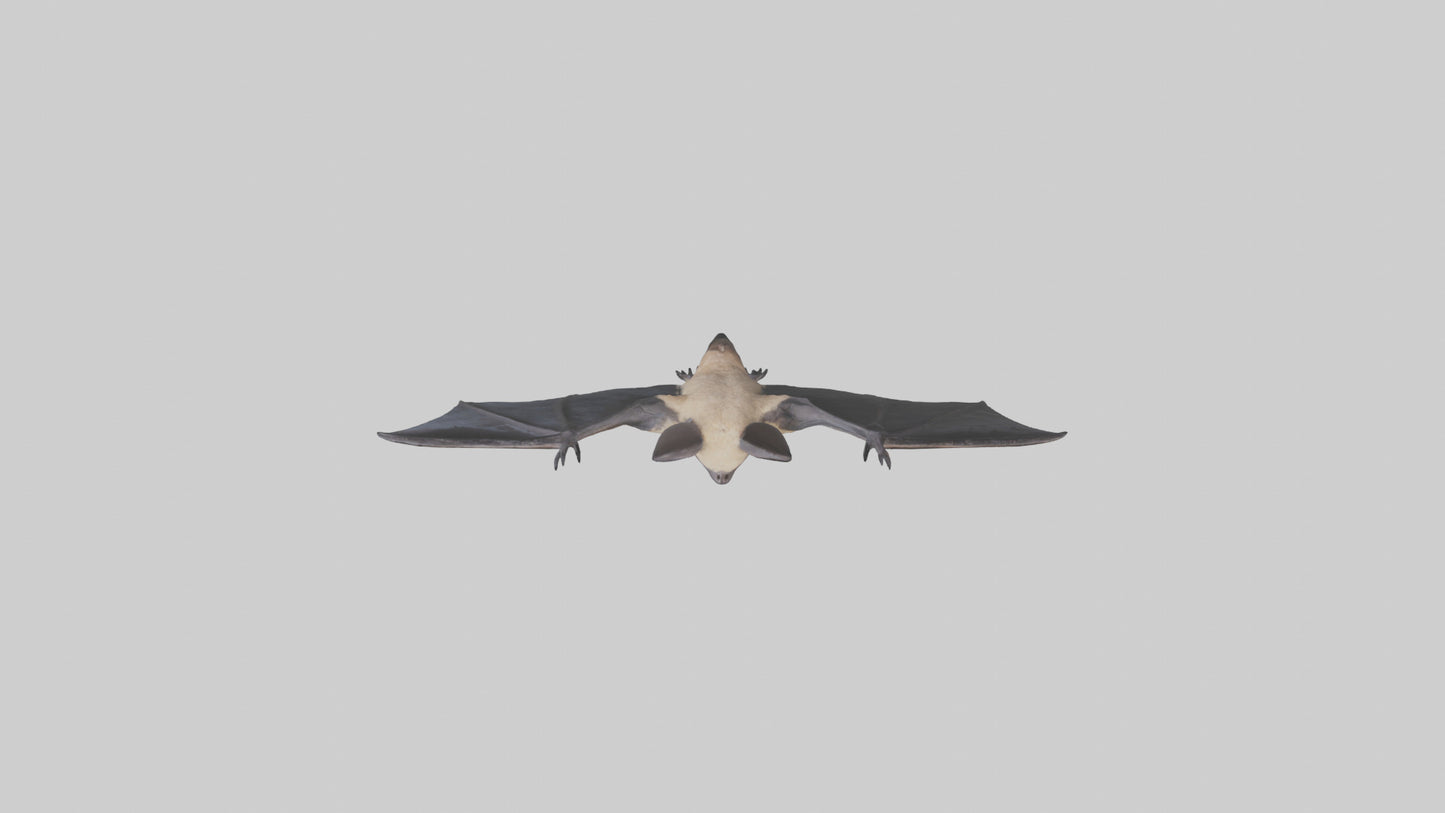 3D model Hoary Bat flying model VR / AR / low-poly