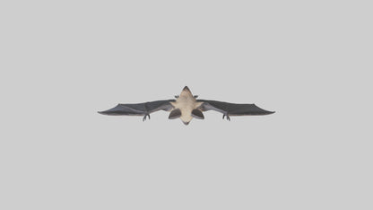 3D model Hoary Bat flying model VR / AR / low-poly