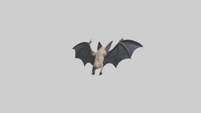 3D model Hoary Bat flying model VR / AR / low-poly