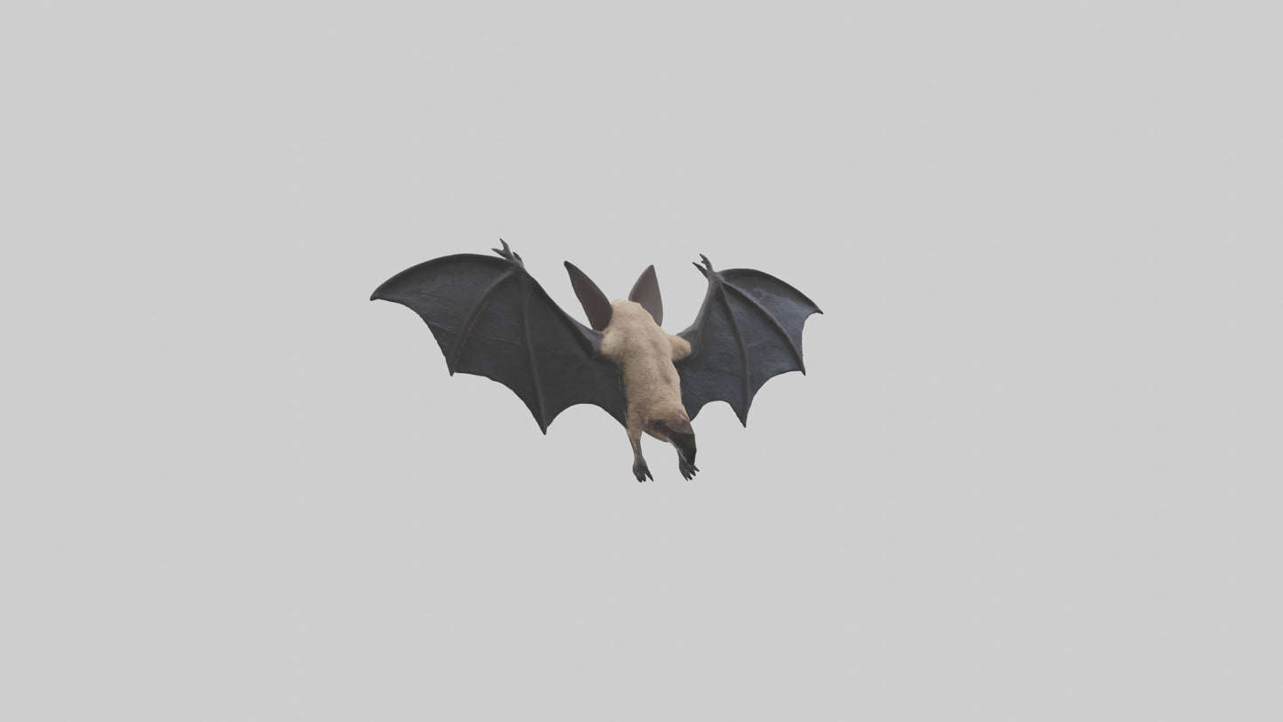 3D model Hoary Bat flying model VR / AR / low-poly
