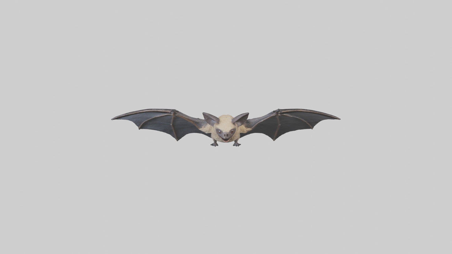 3D model Hoary Bat flying model VR / AR / low-poly