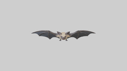 3D model Hoary Bat flying model VR / AR / low-poly