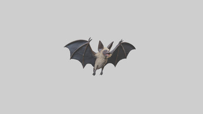 3D model Hoary Bat flying model VR / AR / low-poly