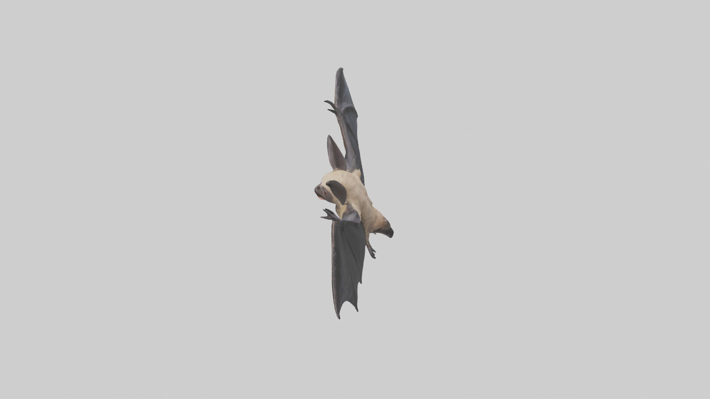 3D model Hoary Bat flying model VR / AR / low-poly
