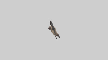 3D model Hoary Bat flying model VR / AR / low-poly