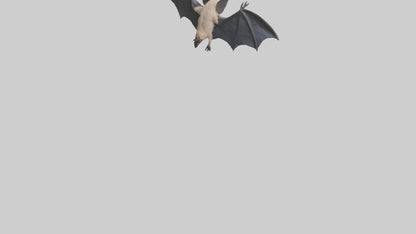 3D model Hoary Bat flying model VR / AR / low-poly