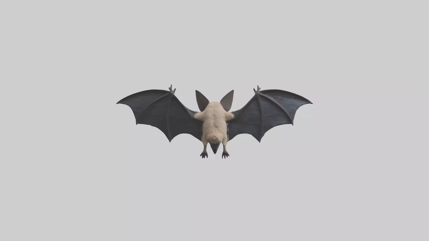 3D model Hoary Bat flying model VR / AR / low-poly