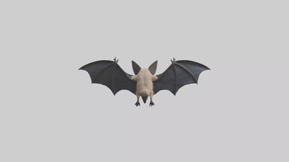 3D model Hoary Bat flying model VR / AR / low-poly