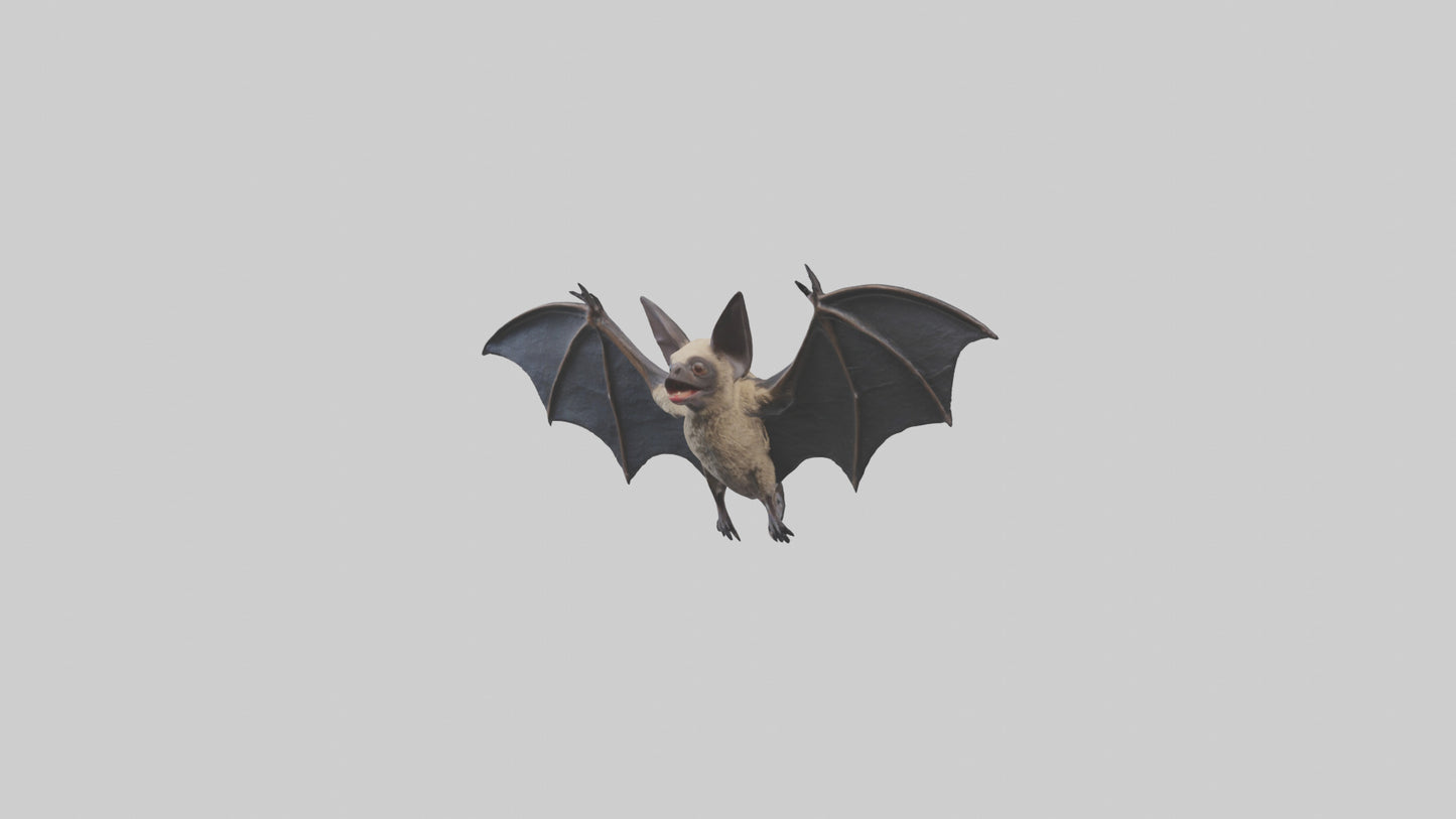 3D model Hoary Bat flying model VR / AR / low-poly