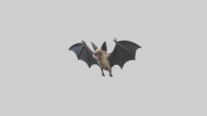 3D model Hoary Bat flying model VR / AR / low-poly