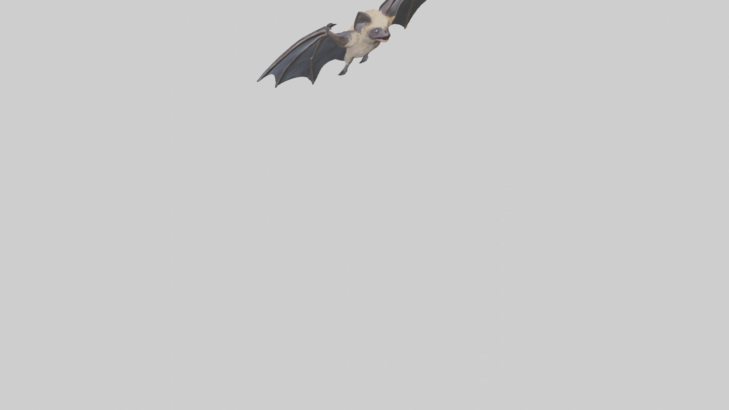 3D model Hoary Bat flying model VR / AR / low-poly