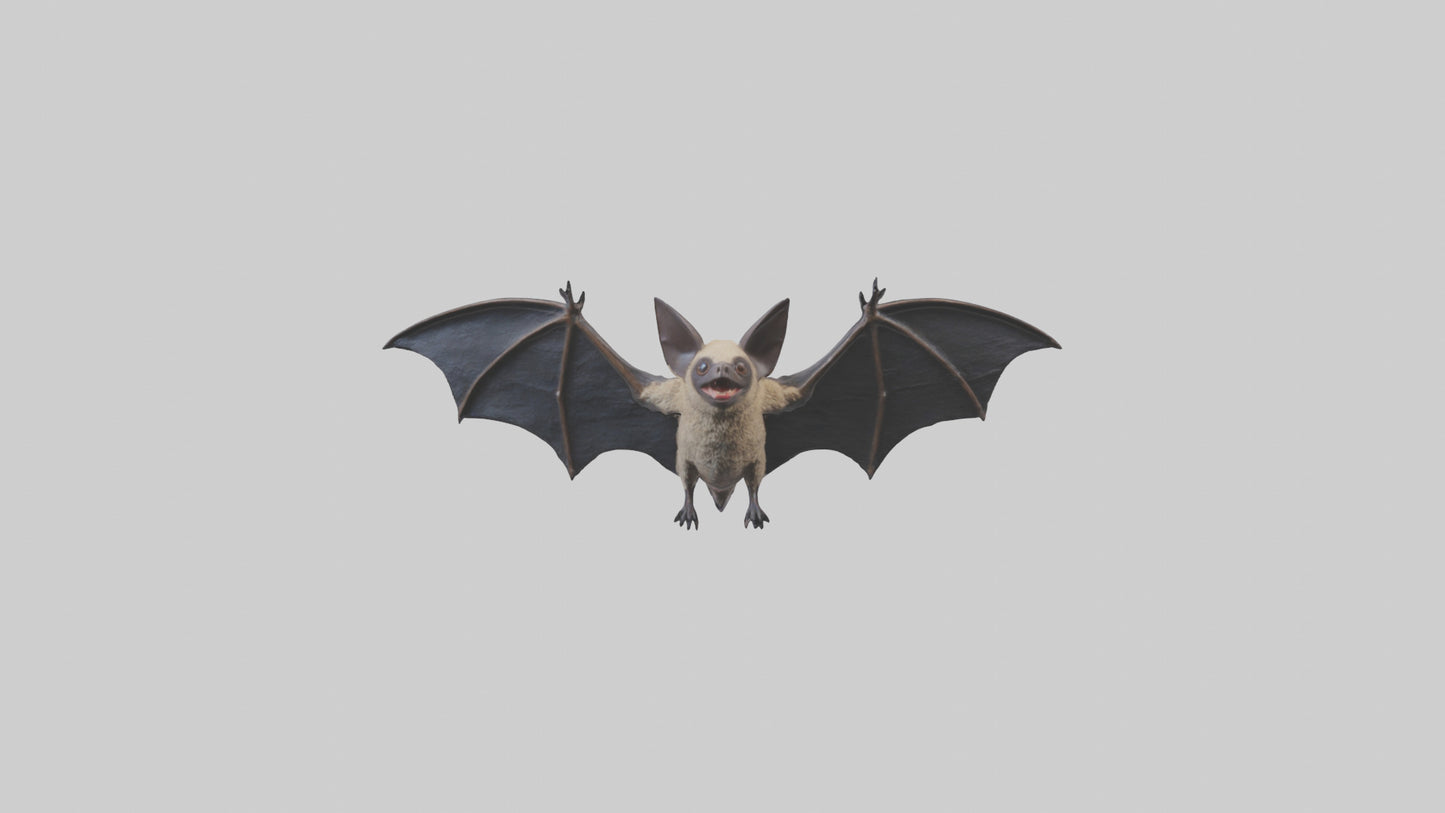 3D model Hoary Bat flying model VR / AR / low-poly