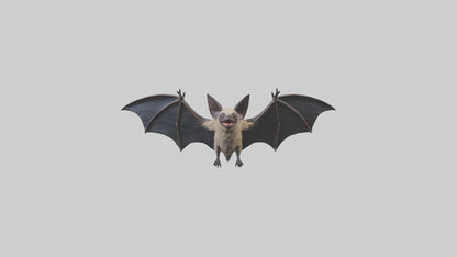 3D model Hoary Bat flying model VR / AR / low-poly