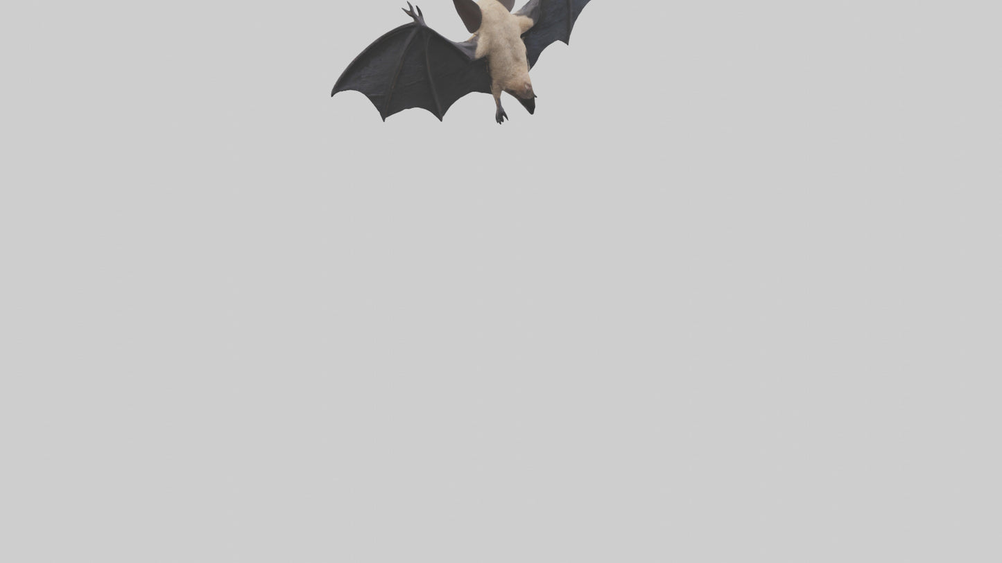 3D model Hoary Bat flying model VR / AR / low-poly