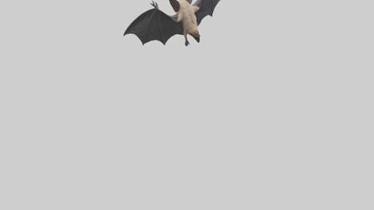 3D model Hoary Bat flying model VR / AR / low-poly