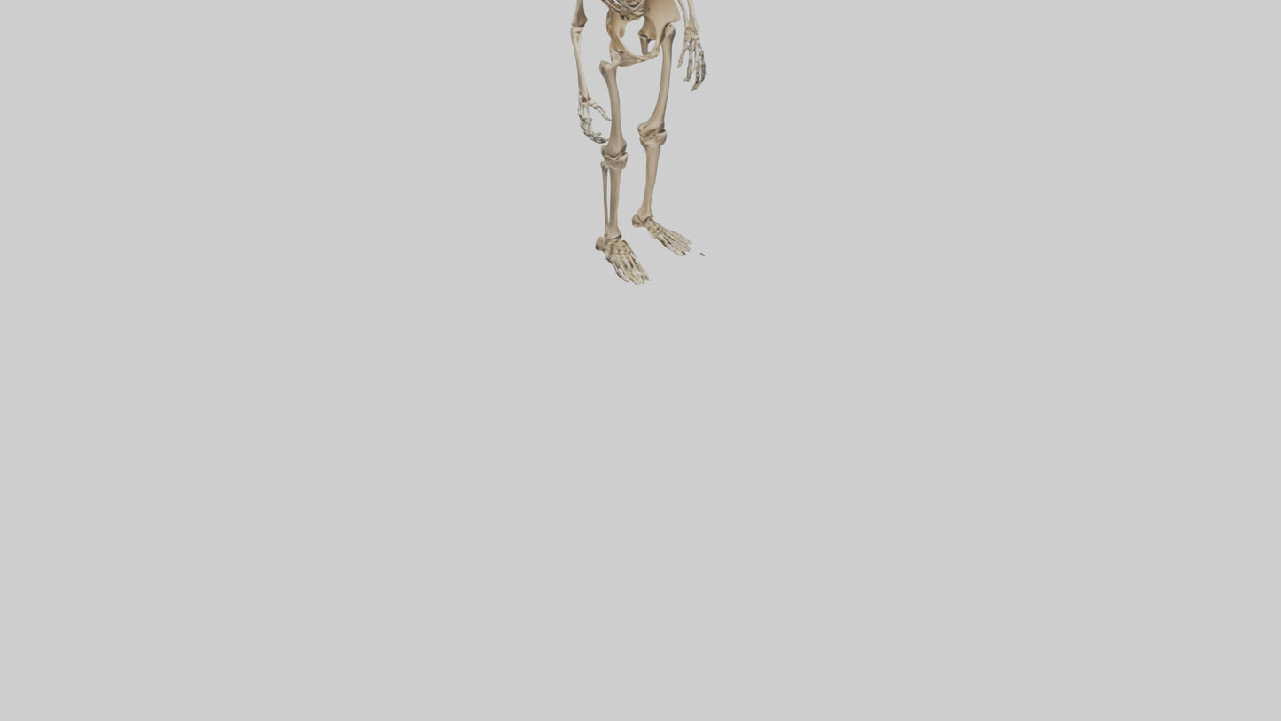 3D model Homo Erectus Skeleton model VR / AR / low-poly