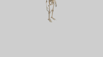 3D model Homo Erectus Skeleton model VR / AR / low-poly