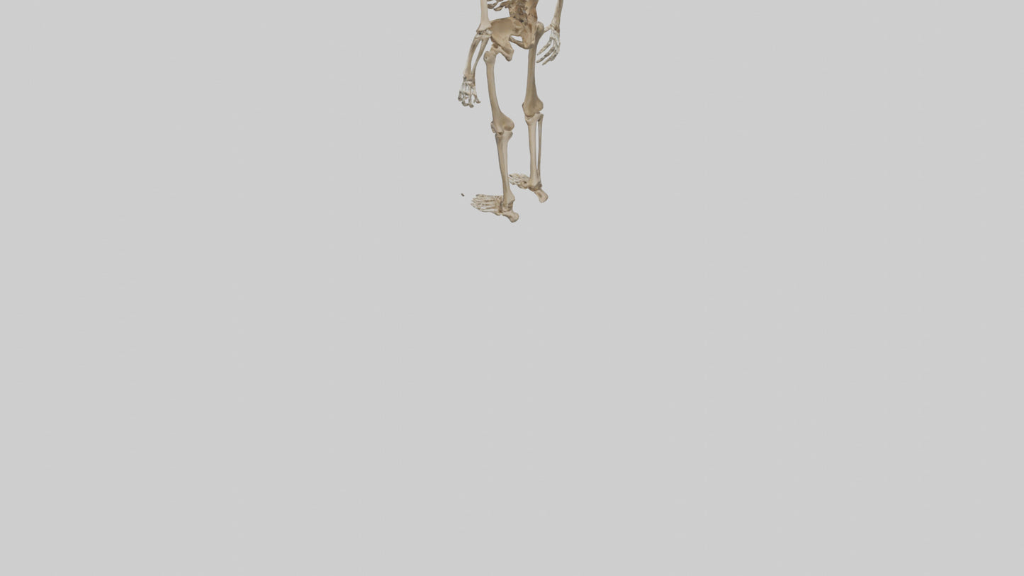 3D model Homo Erectus Skeleton model VR / AR / low-poly