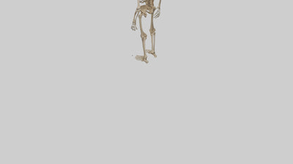 3D model Homo Erectus Skeleton model VR / AR / low-poly