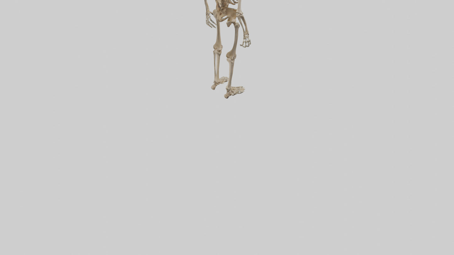 3D model Homo Erectus Skeleton model VR / AR / low-poly