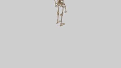 3D model Homo Erectus Skeleton model VR / AR / low-poly
