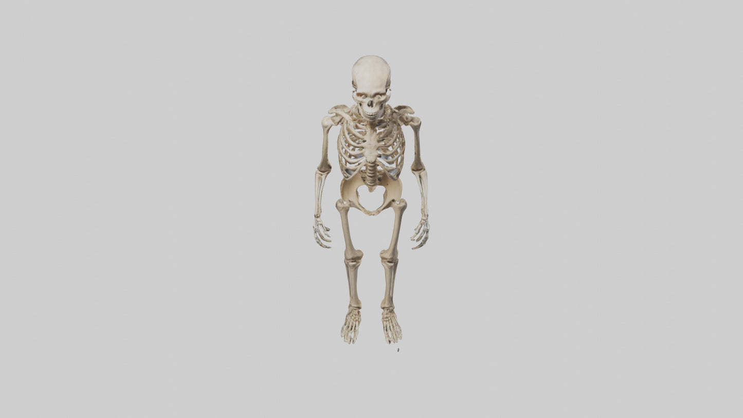 3D model Homo Erectus Skeleton model VR / AR / low-poly