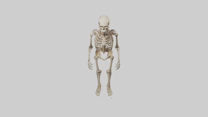 3D model Homo Erectus Skeleton model VR / AR / low-poly