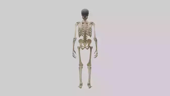 3D model Homo Erectus Skeleton model VR / AR / low-poly