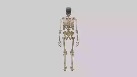 3D model Homo Erectus Skeleton model VR / AR / low-poly