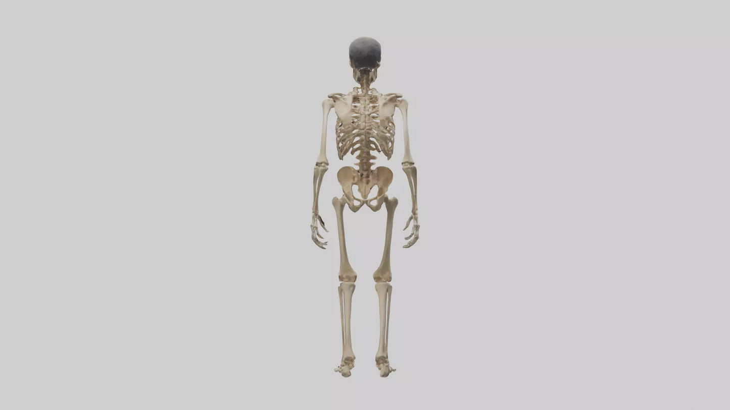 3D model Homo Erectus Skeleton model VR / AR / low-poly