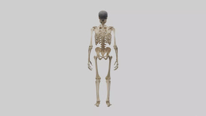 3D model Homo Erectus Skeleton model VR / AR / low-poly