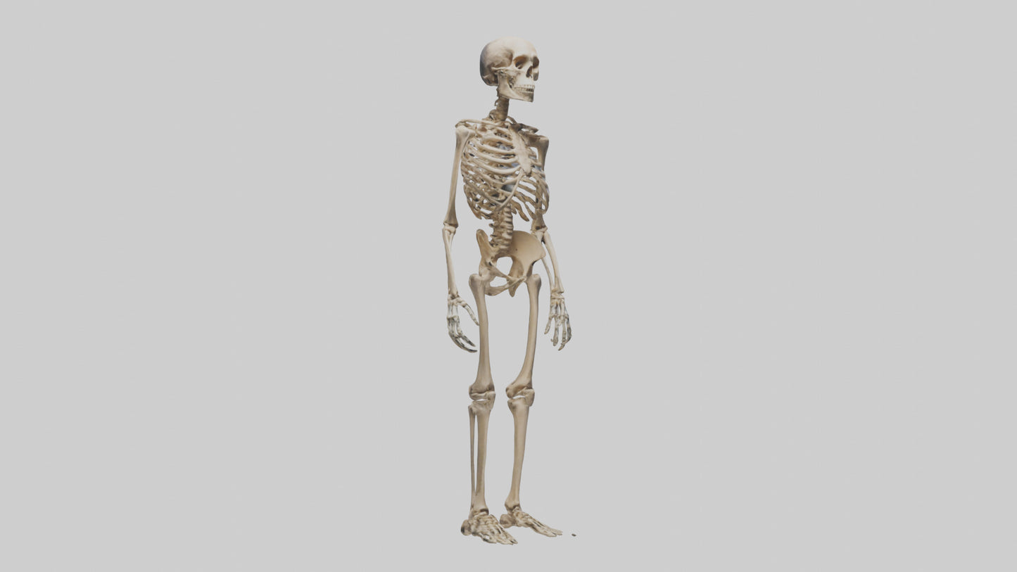 3D model Homo Erectus Skeleton model VR / AR / low-poly