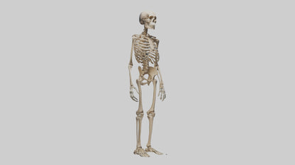 3D model Homo Erectus Skeleton model VR / AR / low-poly