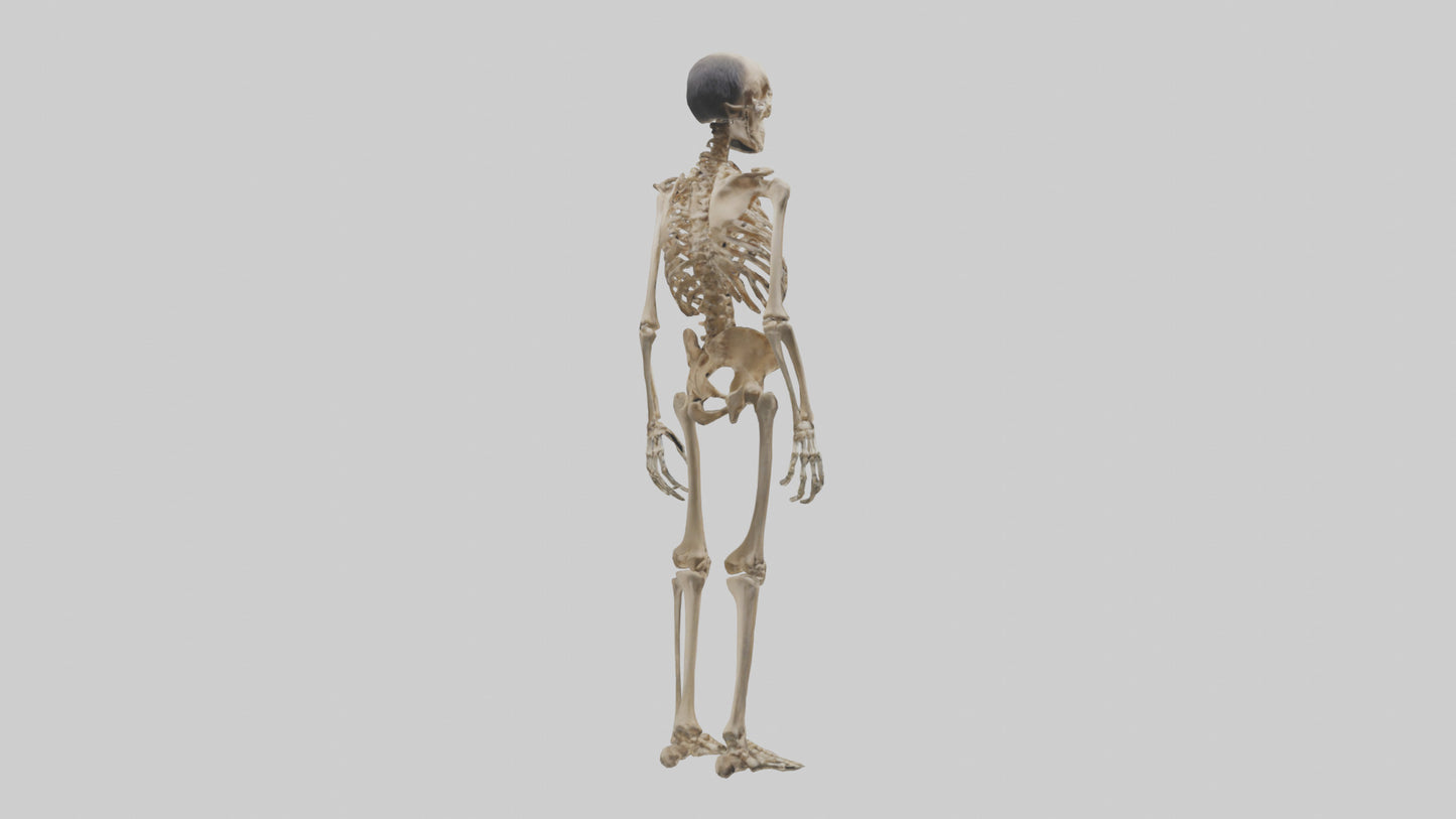 3D model Homo Erectus Skeleton model VR / AR / low-poly