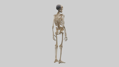 3D model Homo Erectus Skeleton model VR / AR / low-poly