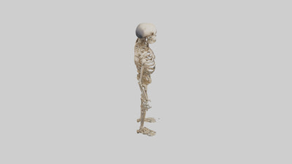 3D model Homo Erectus Skeleton model VR / AR / low-poly