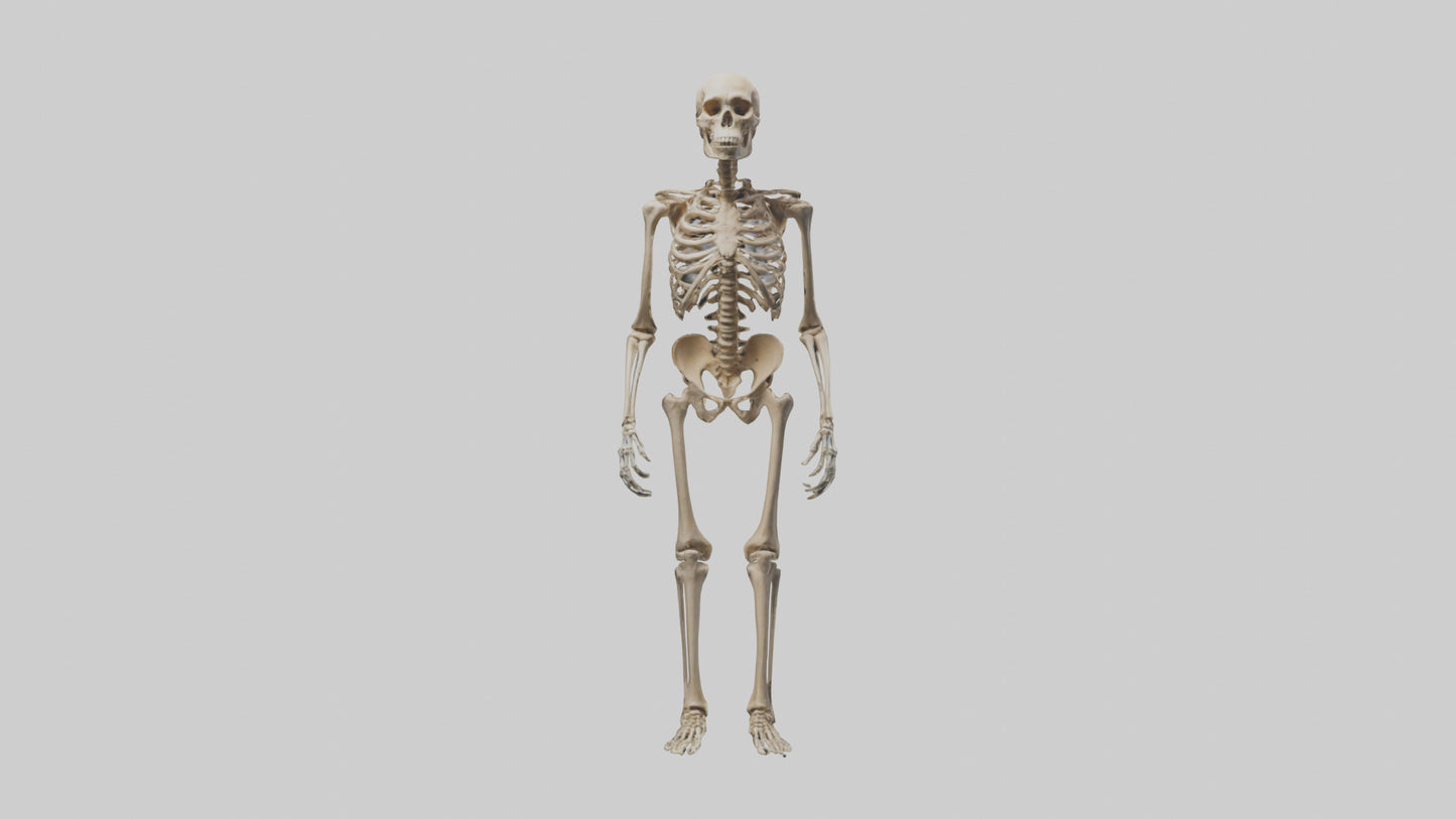3D model Homo Erectus Skeleton model VR / AR / low-poly