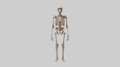3D model Homo Erectus Skeleton model VR / AR / low-poly