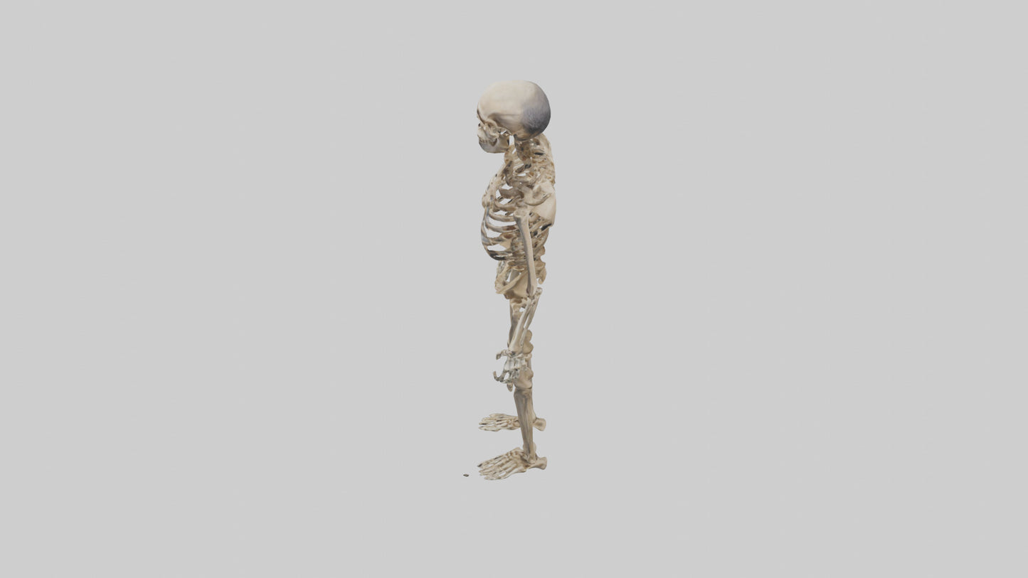 3D model Homo Erectus Skeleton model VR / AR / low-poly