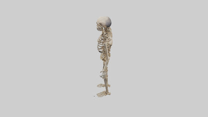 3D model Homo Erectus Skeleton model VR / AR / low-poly