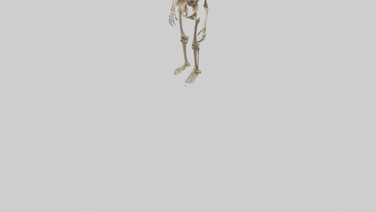 3D model Homo Erectus Skeleton model VR / AR / low-poly