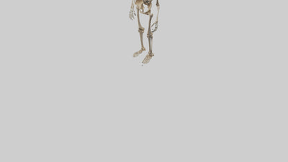 3D model Homo Erectus Skeleton model VR / AR / low-poly