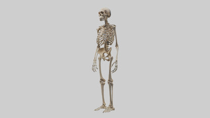 3D model Homo Erectus Skeleton model VR / AR / low-poly