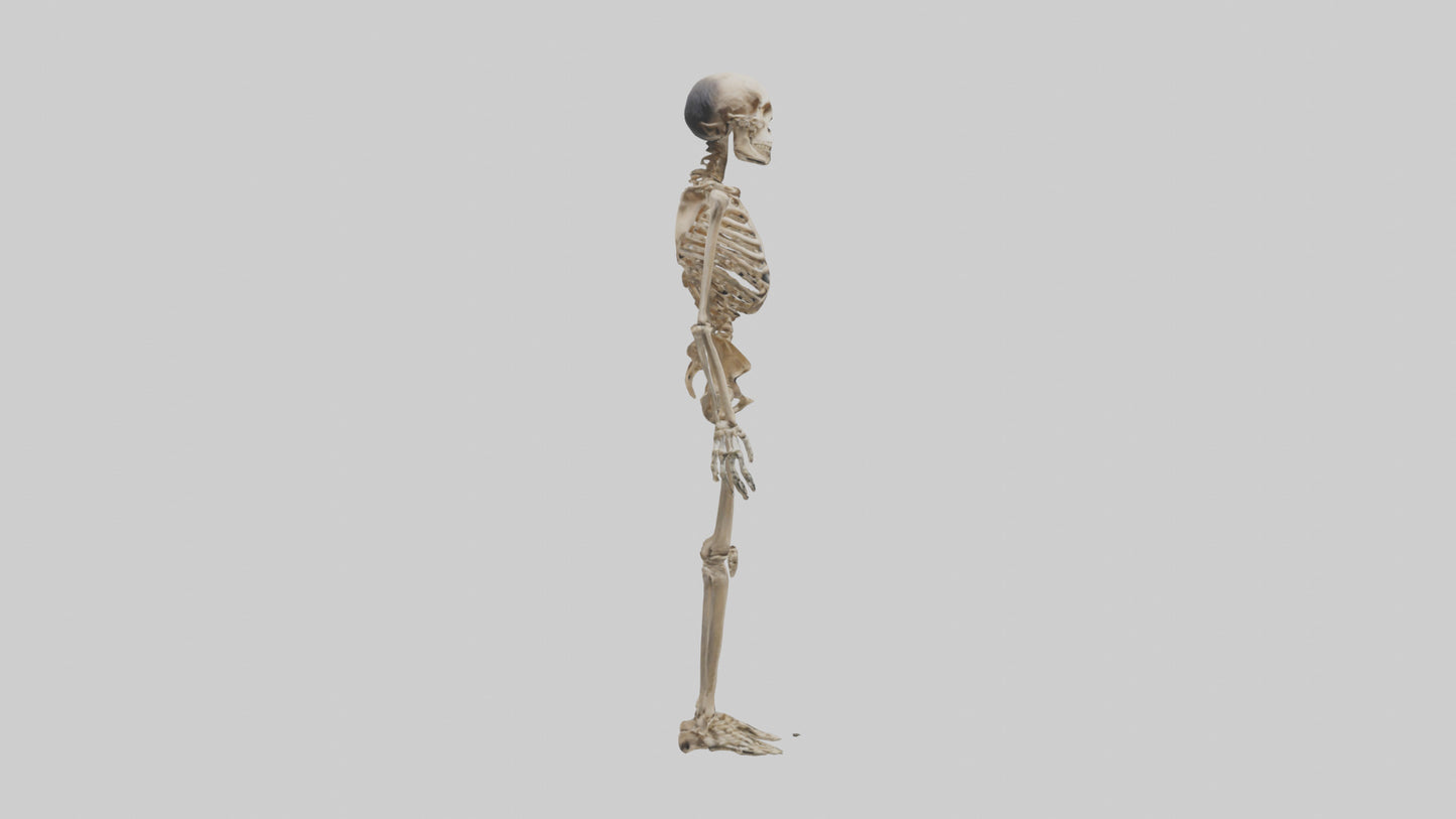 3D model Homo Erectus Skeleton model VR / AR / low-poly