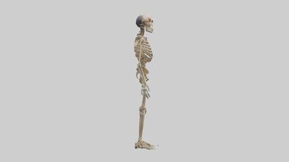 3D model Homo Erectus Skeleton model VR / AR / low-poly