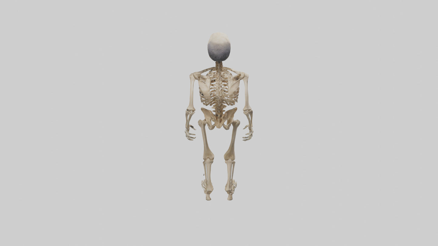 3D model Homo Erectus Skeleton model VR / AR / low-poly