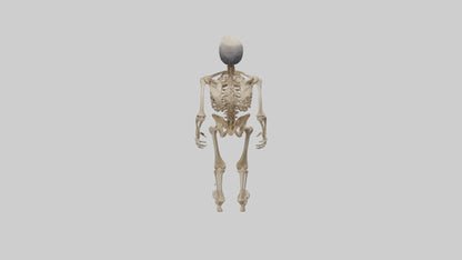 3D model Homo Erectus Skeleton model VR / AR / low-poly
